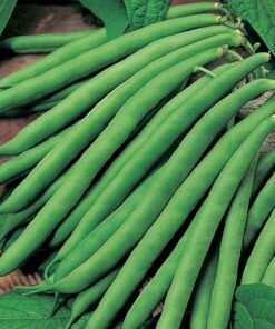 French Beans Seeds