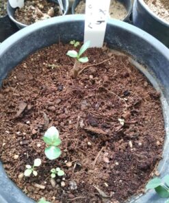 Alternative view of Adenium Nova Tanzania f2 Rare seeds pack of 3 seeds