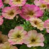 Petunia Dusty Rose