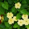 Thunbergia Susie Clear Yellow