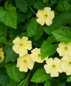 Thunbergia Susie Clear Yellow