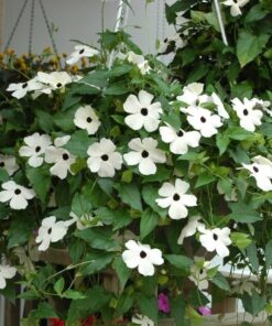 Thunbergia White Black Eye