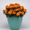 Zinnia Zahara Double Bright Orange