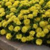 Zinnia Zahara Double Yellow