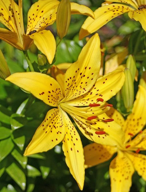 Asiatic lily Golden Matrix pack of 5 healhty bulbs at seedsnpots.com