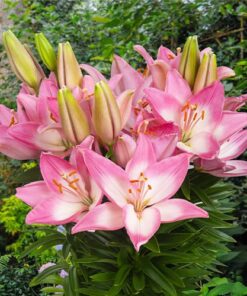 Asiatic lily Trendy Barcelona