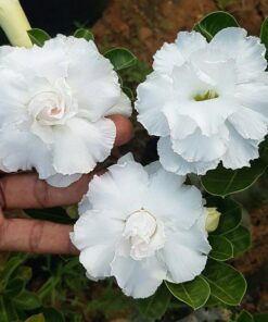 grafted adenium w130