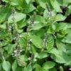 Tulsi Seeds