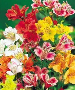 Alstroemeria