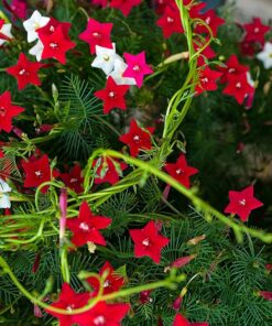 cypress vine