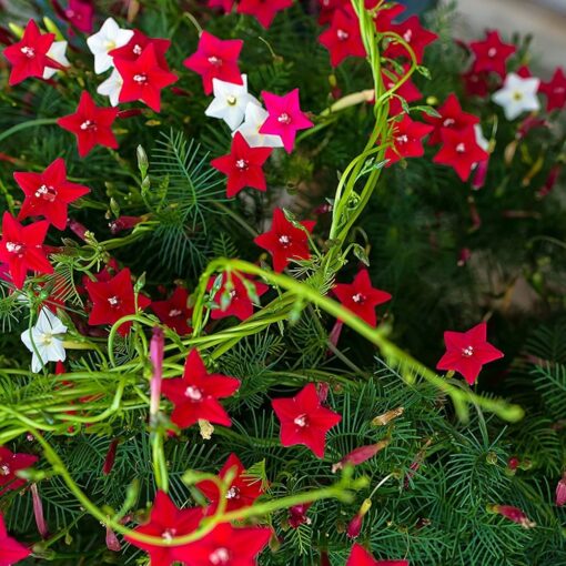 cypress vine