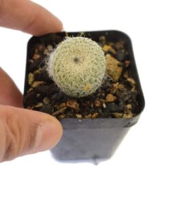 Epithelantha Greggii