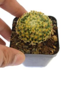 Mammillaria Carmenae