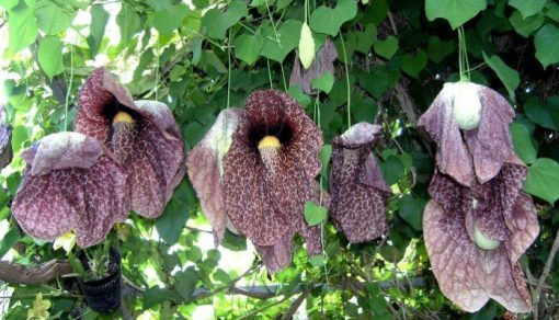 Aristolochia Grandiflora