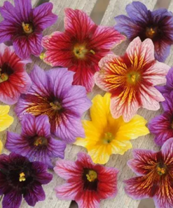 Salpiglossis