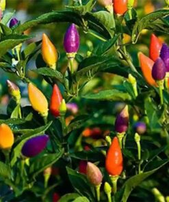 ornamental chilli pointed