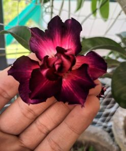 rosy adenium Grafted R7