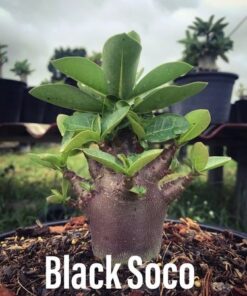 Adenium Black Soco