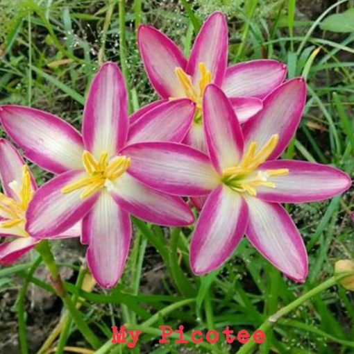 Rain Lily Mypictoee