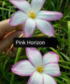 Rain Lily Pink Horizon