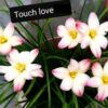 rain lily touch love