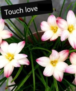 rain lily touch love