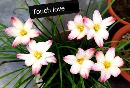 Rain Lily Touch Love