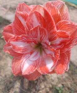Amaryllis Emotion bulb