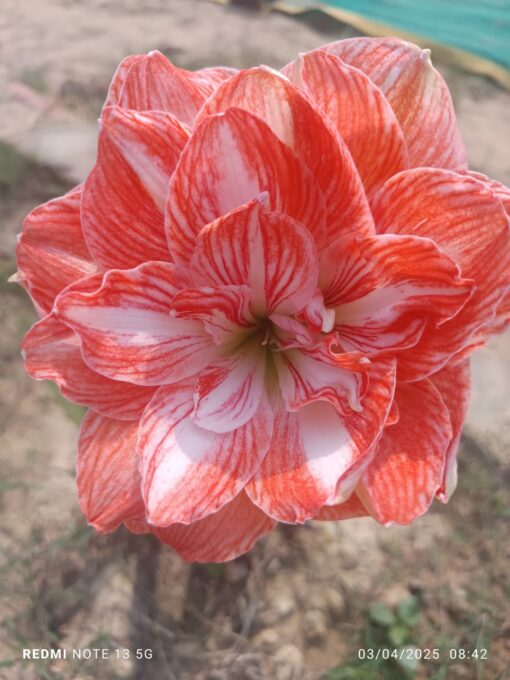 Amaryllis Emotion bulb