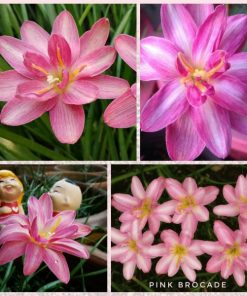 Rain Lily Pink Brocade