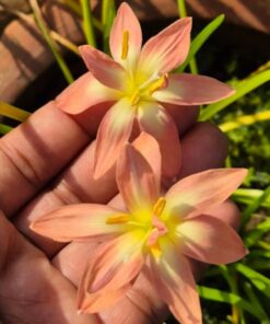 rain lily cissy flovery