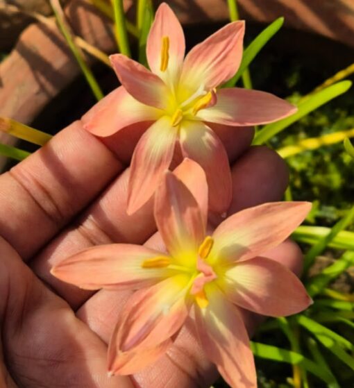 rain lily cissy flovery