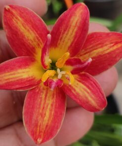 Rain Lily Ma219