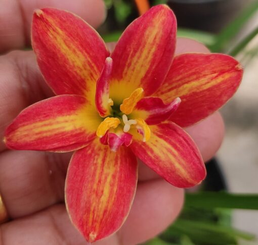 Rain Lily Ma219