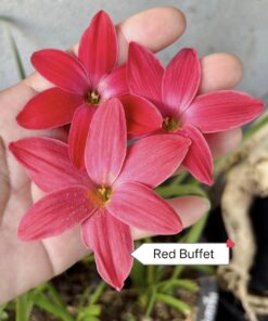 Rain Lily Red Buffet