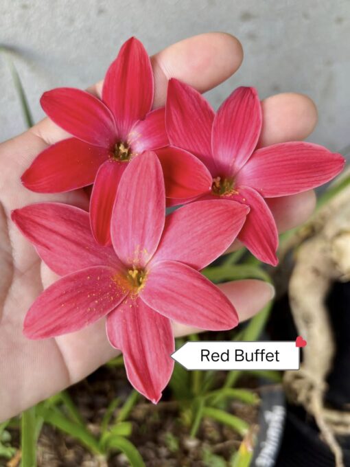 Rain Lily Red Buffet