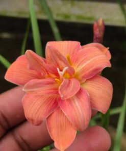 Rain Lily Subtle Lady