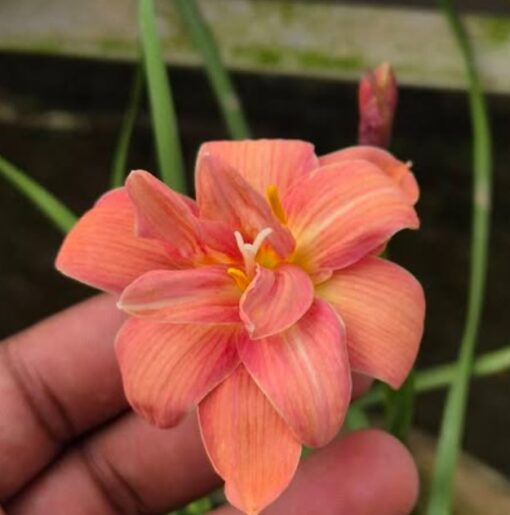 Rain Lily Subtle Lady