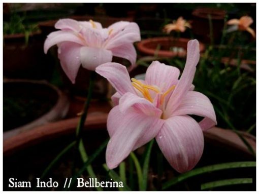 Rain Lily Siam Indo