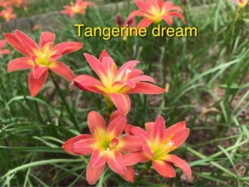 Rain Lily Tangerine Dream