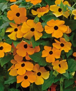 thunbergia yellow