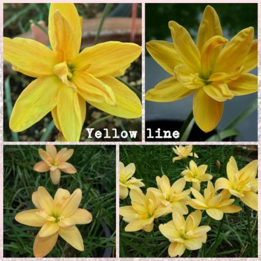 Rain Lily Yellow Line