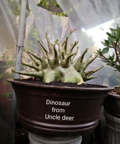 Adenium Dinosaur