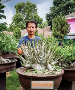 Adenium Inthanoon