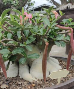 Adenium Nomsod