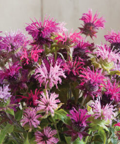 Panorama Monarda Mix