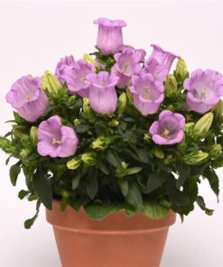 Campanula Lavender