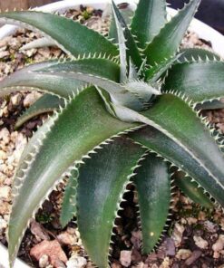 Dyckia