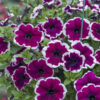 Petunia Burgundy Picotee