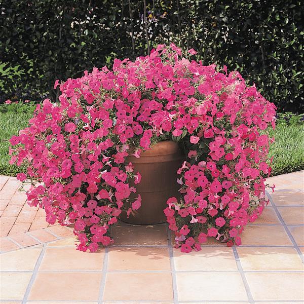 Petunia Tidal Wave Hot Pink